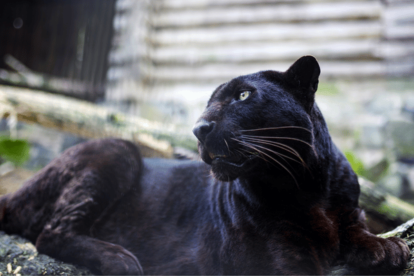 The Secret Life of Panthers: Understanding the Elusive Big Cat - Wildlife  Blogging