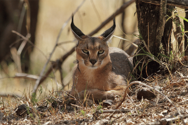 Caracals in the Wild: Habitat Behavior and Conservation - Wildlife Blogging