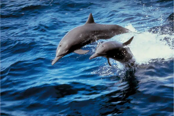 Dolphin Ecology Understanding their Role in the Ocean Ecosystem