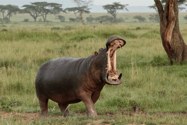 Exploring the Hidden World of Hippos: Ecology and Behavior - Wildlife ...