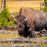 Exploring the World of Wild Bison
