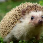 Hedgehogs in the Wild Understanding Their Ecological Role