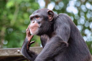 The Beauty And Grace of Primates From Gorillas to Monkeys - Wildlife 