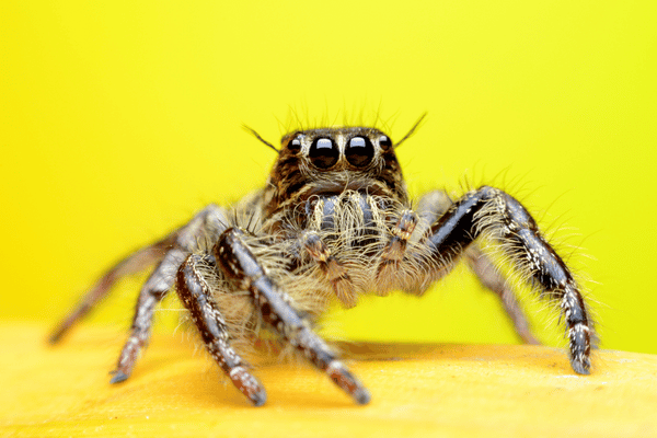 The Crucial Role Of Endangered Insects And Spiders - Wildlife Blogging