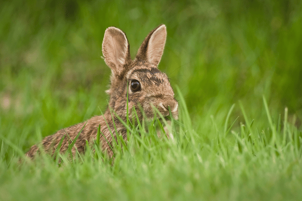 The Fascinating World of Wild Rabbits - Wildlife Blogging