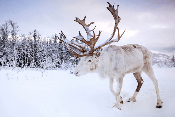 The Majestic Reindeer A Closer Look at the Iconic Arctic Deer ...