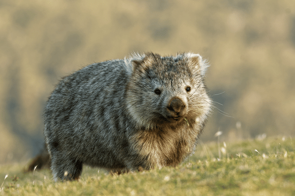 The Secret Life of Wombats: Understanding the Habits and ...