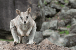 The Secret Life Of Wallabies: Habitat And Behavior - Wildlife Blogging