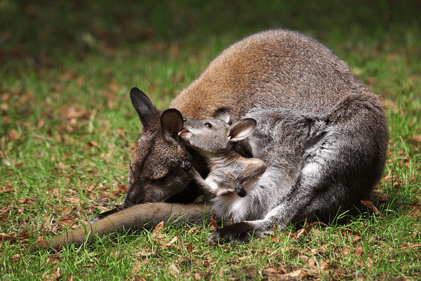 The Secret Life of Wallabies: Habitat and Behavior - Wildlife Blogging