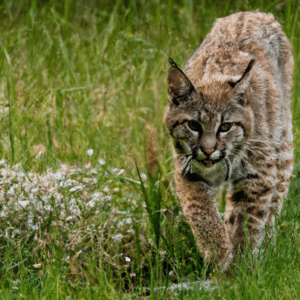 The Elusive Bobcat: Understanding The Behaviors Of These Stealthy 