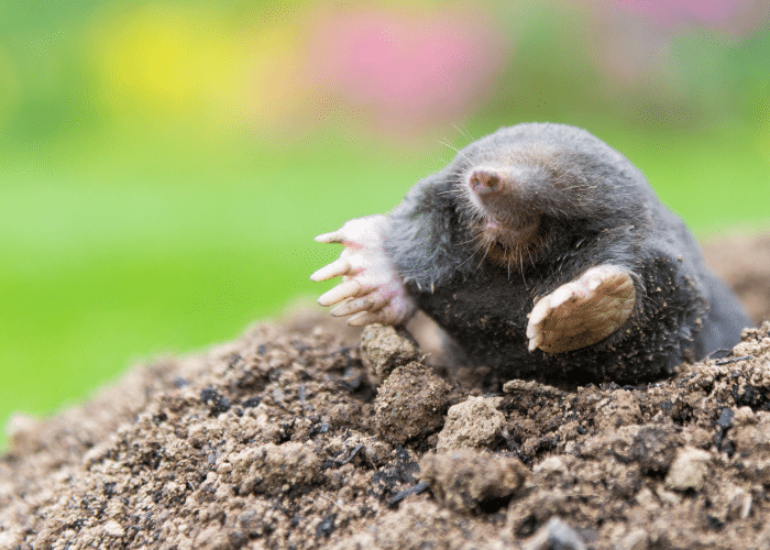 Mole Behavior: How They Live Hunt and Communicate Underground ...