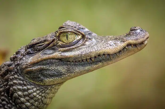 Diving into the Wild The Secrets of the Mighty Crocodile