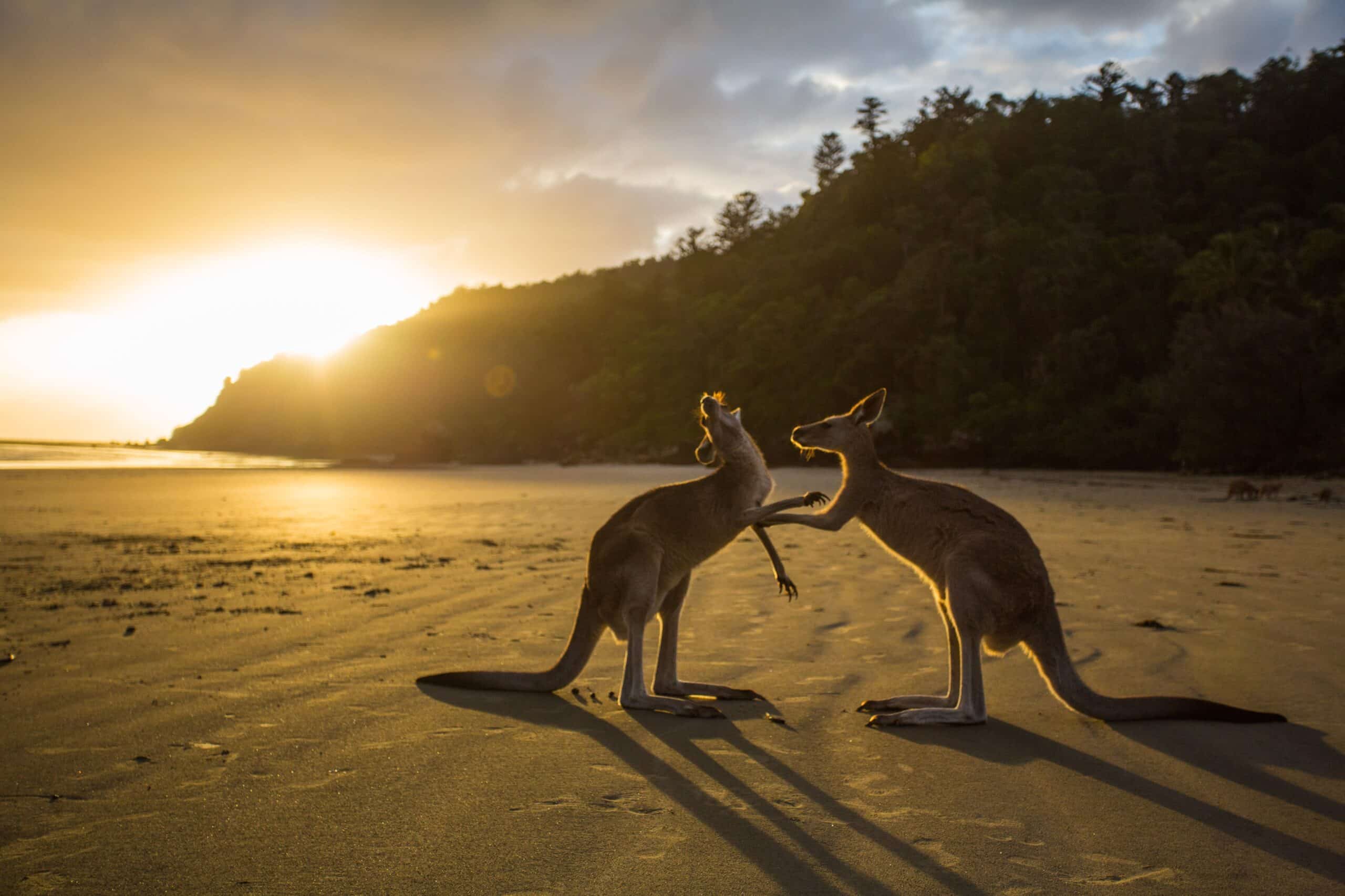Wild Kangaroos Unveiled Exploring Their Habitat, Behavior, and More!