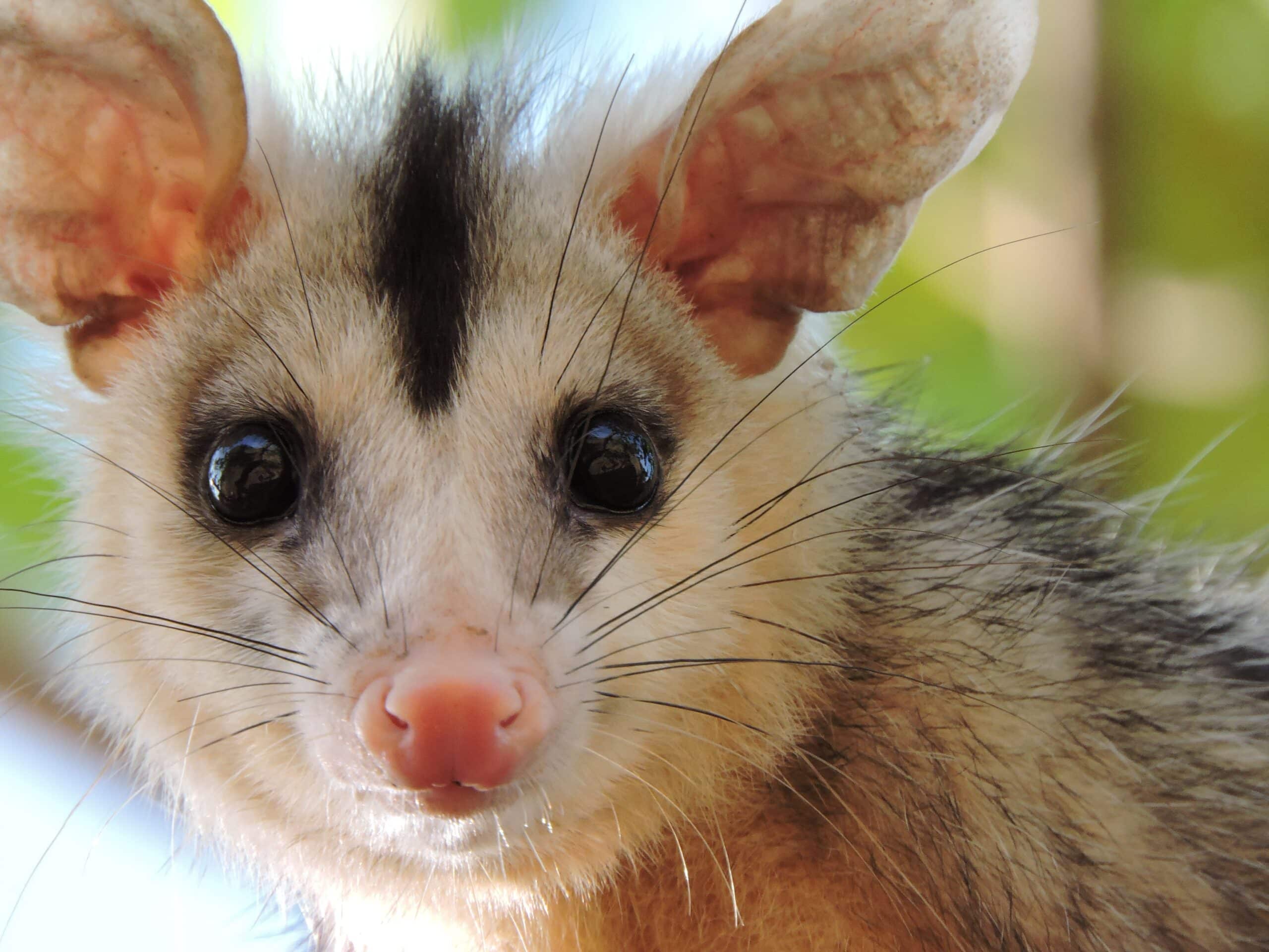 Wild Possum Management A Guide to Understanding, Removing, and Controlling Virginia Opossums (Didelphis virginiana)